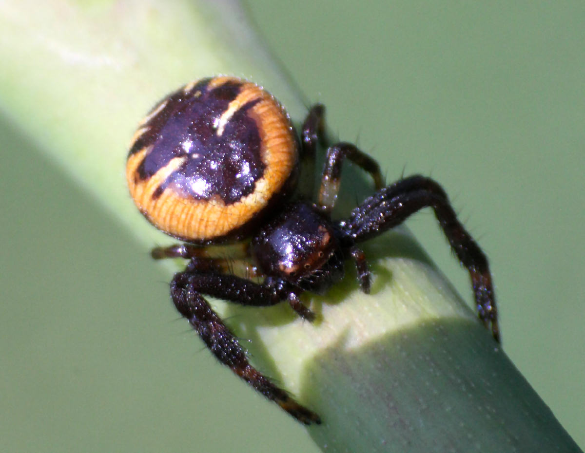 Synema globosum - Lesmo (MB)